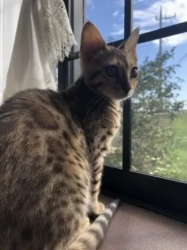 Y.S 様のお迎えした子猫