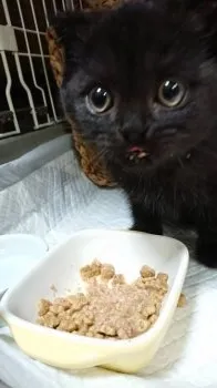 かずねこ 様のお迎えした子猫