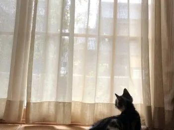 i.masaaki 様のお迎えした子猫