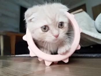 S 様のお迎えした子猫
