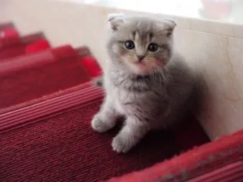 フーピー 様のお迎えした子猫