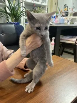 クー 様のお迎えした子猫