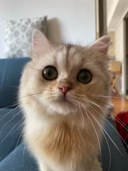 あんころ 様のお迎えした子猫