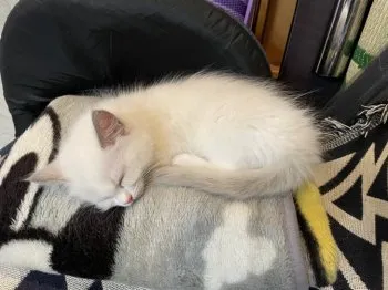 Y.H 様のお迎えした子猫