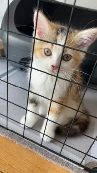 T.K 様のお迎えした子猫