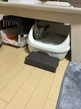T.A 様のお迎えした子猫