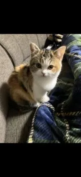 もーり 様のお迎えした子猫