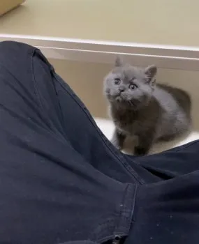 オカ 様のお迎えした子猫