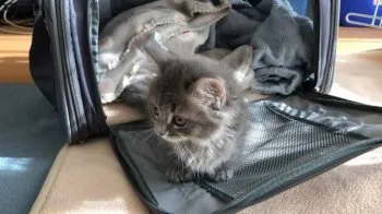 たかとし 様のお迎えした子猫