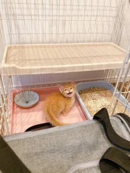 K.Y 様のお迎えした子猫