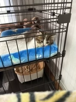 エリポン 様のお迎えした子猫