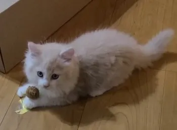 M.B 様のお迎えした子猫