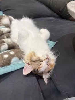 R.T 様のお迎えした子猫