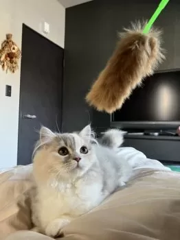 M 様のお迎えした子猫