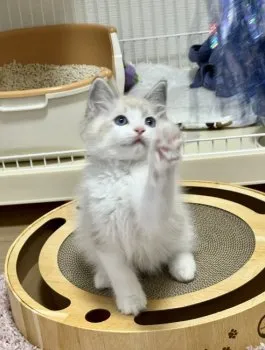 しえら 様のお迎えした子猫