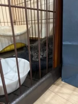 スコップキャリー 様のお迎えした子猫