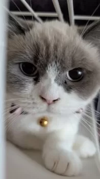ハマコ 様のお迎えした子猫