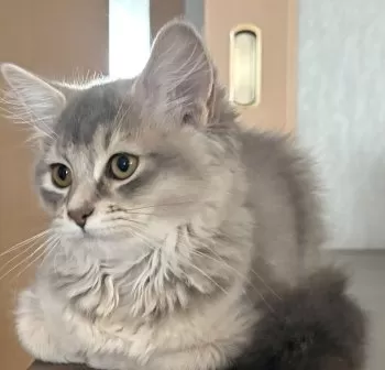 K.M 様のお迎えした子猫