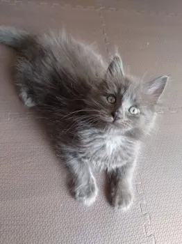 tag 様のお迎えした子猫
