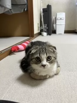 E.S 様のお迎えした子猫