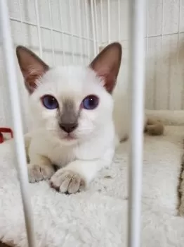 O.Y 様のお迎えした子猫