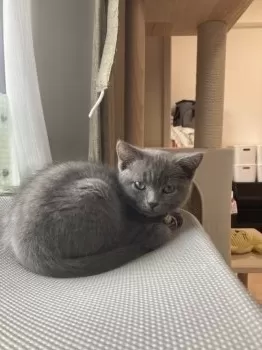 chi 様のお迎えした子猫