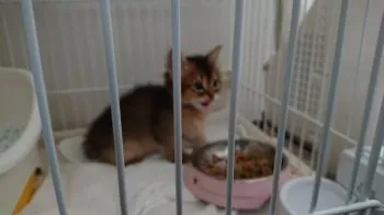 ちぅ太 様のお迎えした子猫