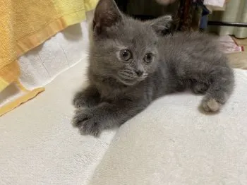 めい 様のお迎えした子猫