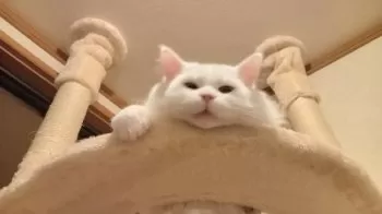 Y.Ｉ 様のお迎えした子猫