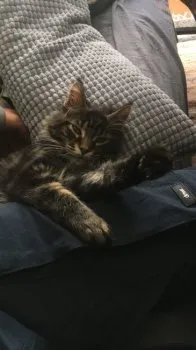 ケイト 様のお迎えした子猫