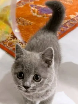 T.O 様のお迎えした子猫