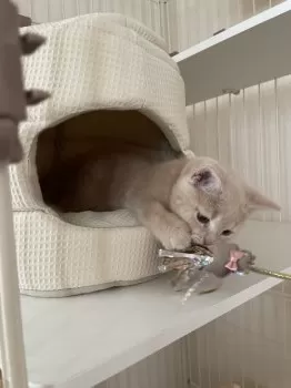 E.S 様のお迎えした子猫