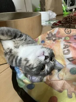 T.K 様のお迎えした子猫