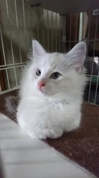 ミミココ 様のお迎えした子猫