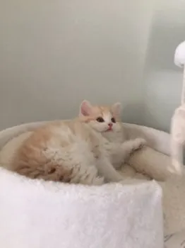 まる 様のお迎えした子猫