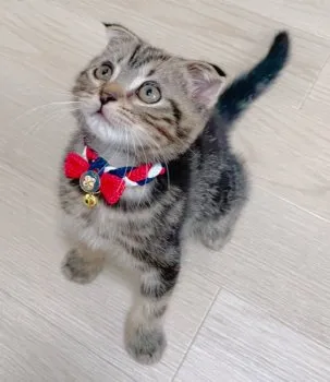 こぐまる 様のお迎えした子猫