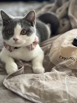 M.N 様のお迎えした子猫