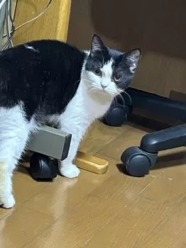 シロタ 様のお迎えした子猫