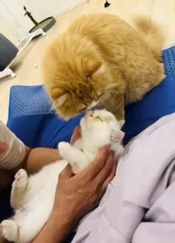 みいな 様のお迎えした子猫
