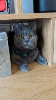 R.T 様のお迎えした子猫