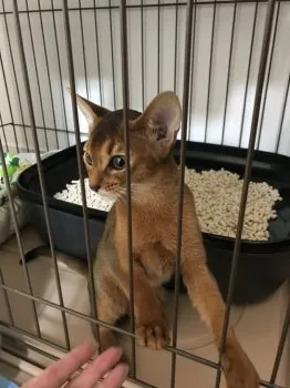 May’s buddy 様のお迎えした子猫