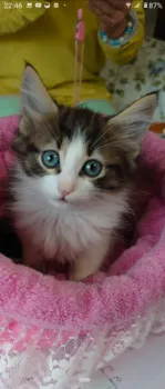 モネ 様のお迎えした子猫