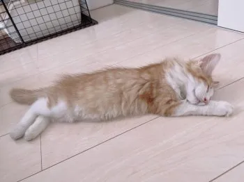 Y.O 様のお迎えした子猫