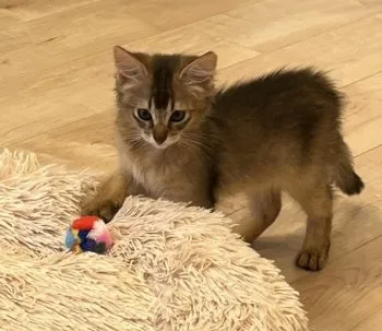m.o 様のお迎えした子猫