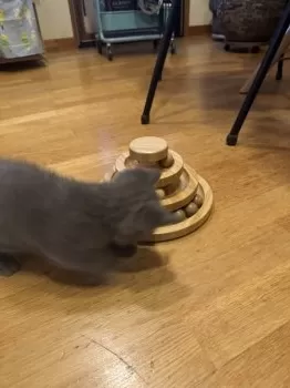 nyaopiyo 様のお迎えした子猫