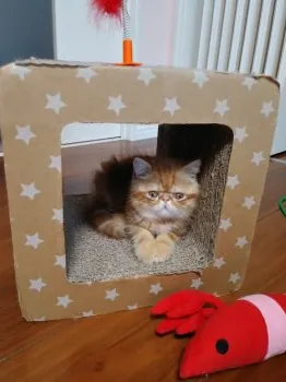 タフィびあん 様のお迎えした子猫