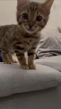 T.N 様のお迎えした子猫