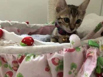 コノ 様のお迎えした子猫