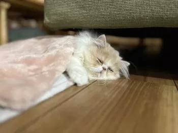 Y.A 様のお迎えした子猫