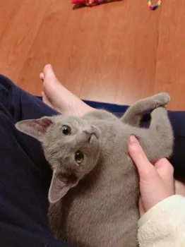 S.M 様のお迎えした子猫